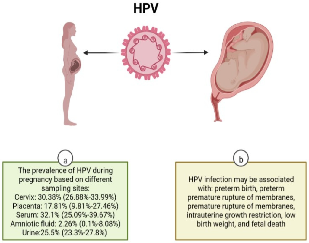 زگیل تناسلی و نازایی ، آیا زگیل تناسلی (HPV) باعث نازایی میشود؟ 4 زگیل تناسلی و نازایی
